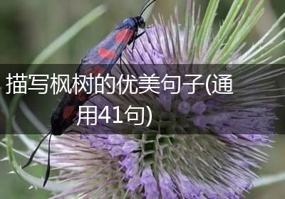 描写枫树的优美句子(通用41句)