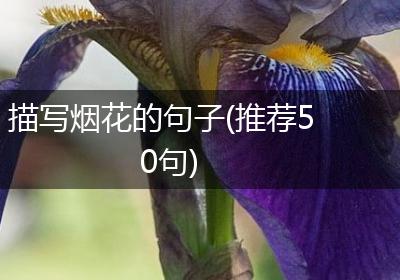 描写烟花的句子(推荐50句)