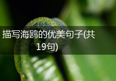 描写海鸥的优美句子(共19句)