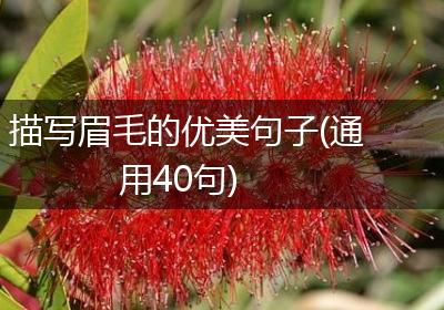 描写眉毛的优美句子(通用40句)
