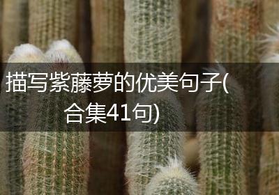 描写紫藤萝的优美句子(合集41句)