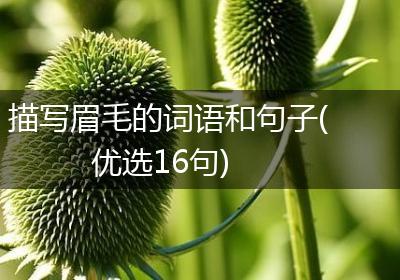 描写眉毛的词语和句子(优选16句)