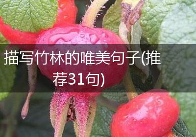 描写竹林的唯美句子(推荐31句)