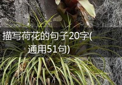 描写荷花的句子20字(通用51句)