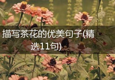 描写茶花的优美句子(精选11句)