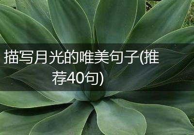 描写月光的唯美句子(推荐40句)