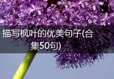 描写枫叶的优美句子(合集50句)