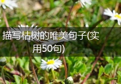 描写枯树的唯美句子(实用50句)