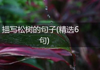 描写松树的句子(精选6句)