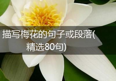 描写梅花的句子或段落(精选80句)