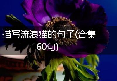 描写流浪猫的句子(合集60句)