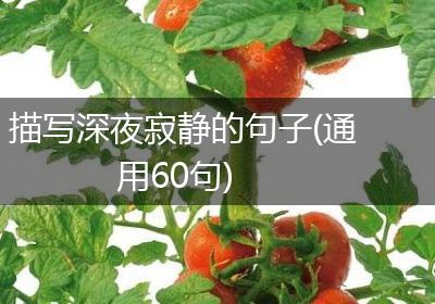 描写深夜寂静的句子(通用60句)