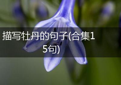 描写牡丹的句子(合集15句)