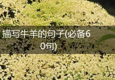 描写牛羊的句子(必备60句)