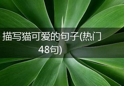 描写猫可爱的句子(热门48句)
