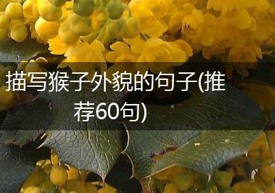 描写猴子外貌的句子(推荐60句)