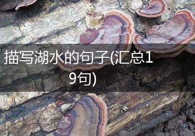描写湖水的句子(汇总19句)
