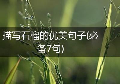 描写石榴的优美句子(必备7句)