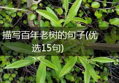 描写百年老树的句子(优选15句)