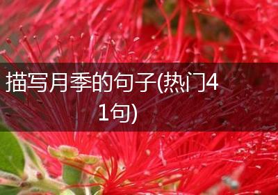 描写月季的句子(热门41句)