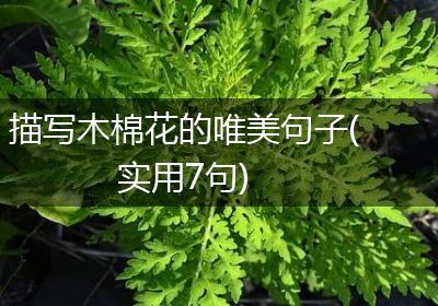 描写木棉花的唯美句子(实用7句)
