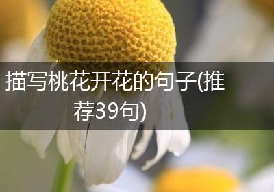 描写桃花开花的句子(推荐39句)