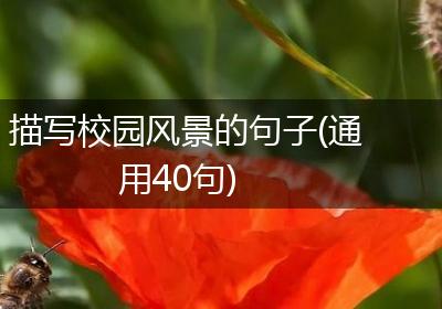 描写校园风景的句子(通用40句)