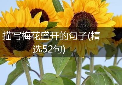 描写梅花盛开的句子(精选52句)