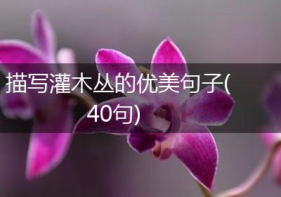 描写灌木丛的优美句子(40句)