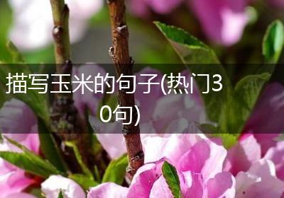 描写玉米的句子(热门30句)