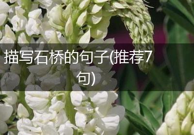 描写石桥的句子(推荐7句)