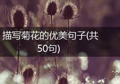 描写菊花的优美句子(共50句)