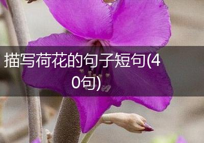描写荷花的句子短句(40句)