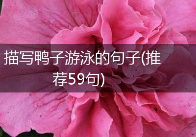 描写鸭子游泳的句子(推荐59句)