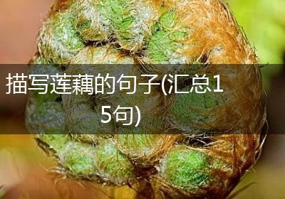 描写莲藕的句子(汇总15句)