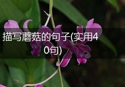 描写蘑菇的句子(实用40句)