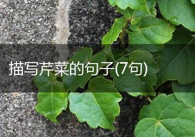 描写芹菜的句子(7句)