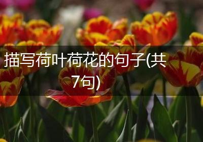 描写荷叶荷花的句子(共7句)
