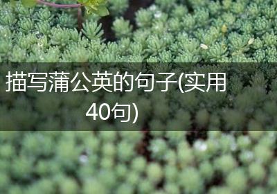 描写蒲公英的句子(实用40句)