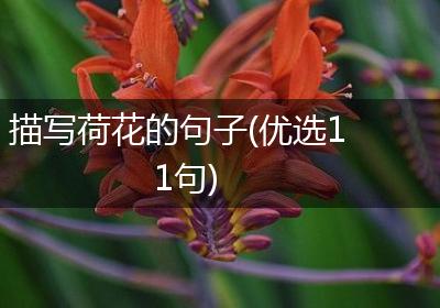 描写荷花的句子(优选11句)