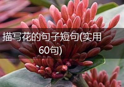 描写花的句子短句(实用60句)
