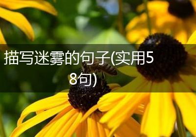 描写迷雾的句子(实用58句)