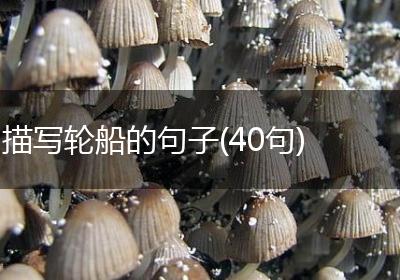 描写轮船的句子(40句)