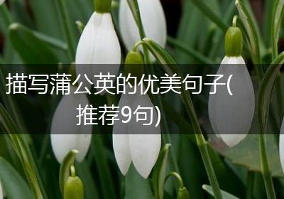描写蒲公英的优美句子(推荐9句)