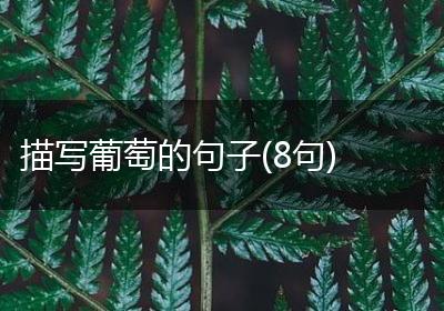 描写葡萄的句子(8句)