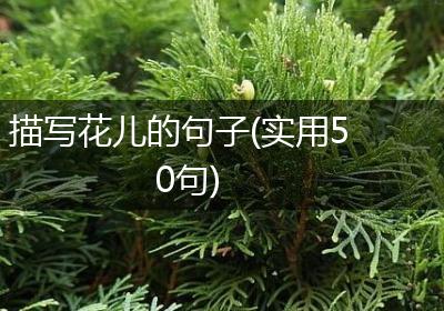 描写花儿的句子(实用50句)