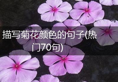 描写菊花颜色的句子(热门70句)