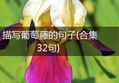 描写葡萄藤的句子(合集32句)