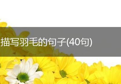 描写羽毛的句子(40句)