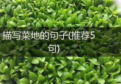 描写菜地的句子(推荐5句)